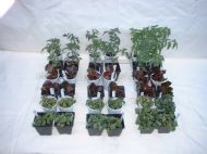 small scale trial on container plants with controls.